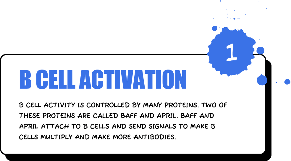 B Cell Activation - B cell activity is controlled by many proteins. Two of these proteins are called BAFF and APRIL. BAFF and APRIL attach to B cells and send signals to make B cells multiply and make more antibodies.
