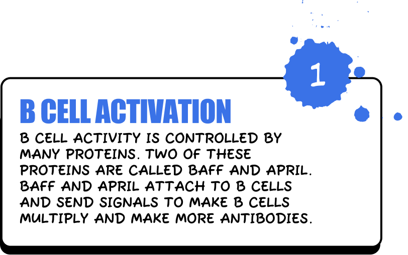 B Cell Activation - B cell activity is controlled by many proteins. Two of these proteins are called BAFF and APRIL. BAFF and APRIL attach to B cells and send signals to make B cells multiply and make more antibodies.