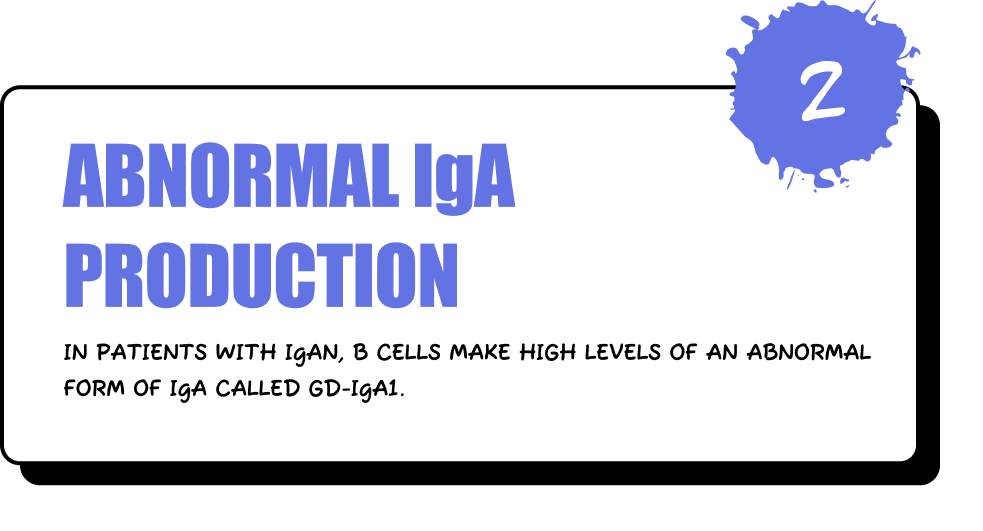 Abnormal IgA Production - In patients with IgAN, B cells make high levels of an abnormal form of IgA called Gd-IgA1.