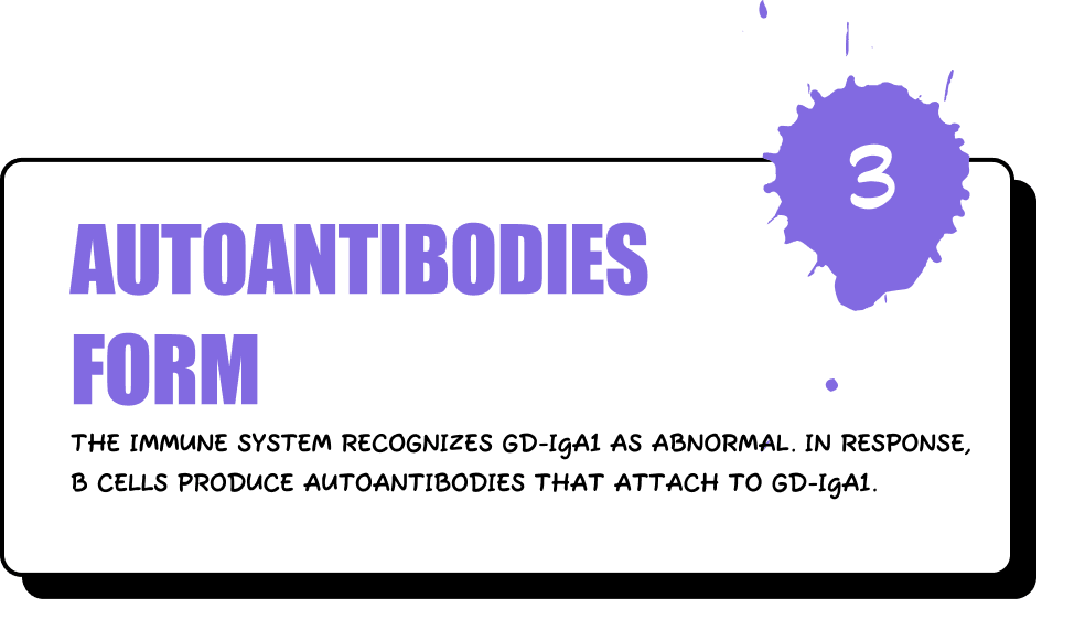 Autoantibodies Form - The immune system recognizes Gd-IgA1 as abnormal. In response, B cells produce autoantibodies that attach to Gd-IgA1.